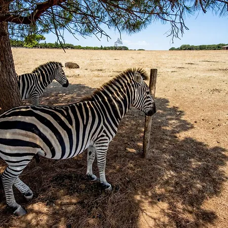 In - Istrien 51832 Rovinj