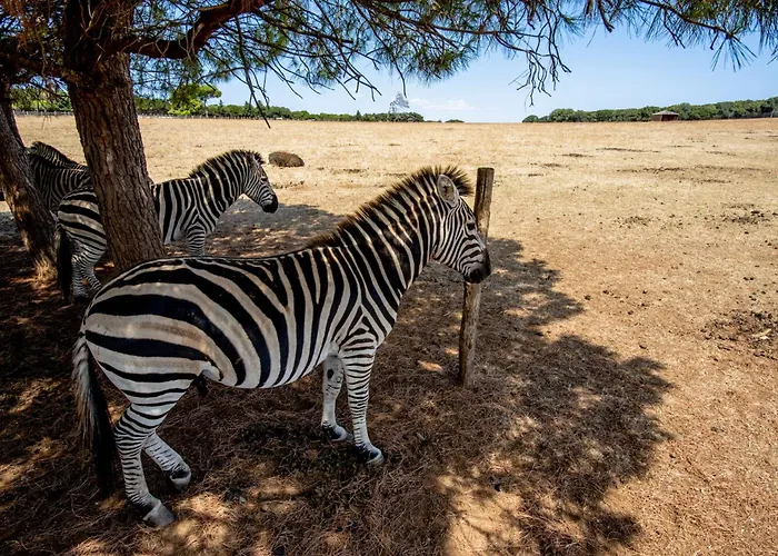 In - Istrien 51832 Rovinj